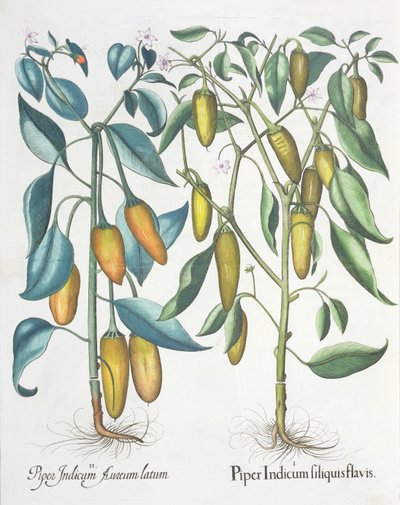 Paprika: 1.Piper indiai sárga 2. Piper Indicum aureum latum, a Hortus Eystettensisből, Basil Besler (1561-1629), pub. 1613 alkotó: German School