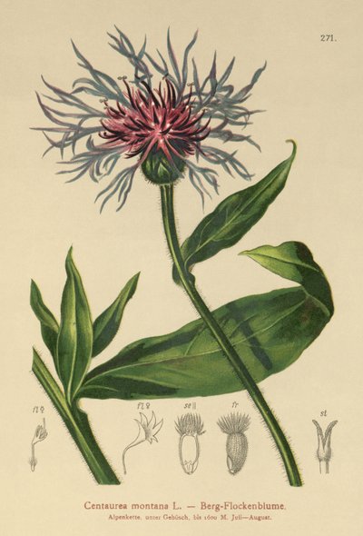 Évelő búzavirág (Centaurea montana) alkotó: German School