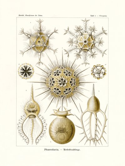 Phaeodaria, 1899-1904 alkotó: German School