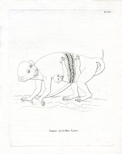 Fülöp-szigeteki tarsier (színes metszet) alkotó: German School