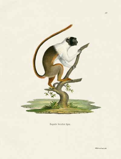 Pied Tamarin (színes metszet) alkotó: German School