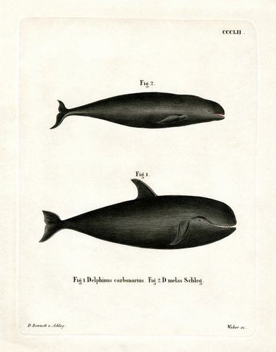 Pilot Whale (színes gravírozás) alkotó: German School