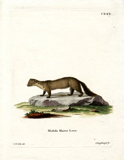 Pine Marten (színes metszet) alkotó: German School