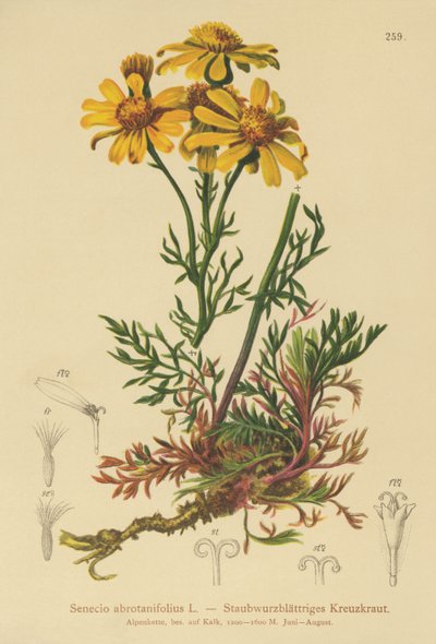 Pinnate levelű parlagfű (Senecio abrotanifolius, Jacobaea abrotanifolia) alkotó: German School