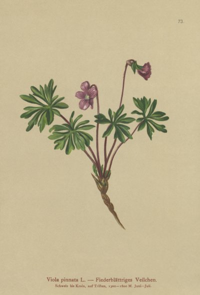 Pinnate Ibolya (Viola pinnata) alkotó: German School