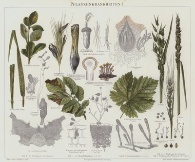 Növénybetegségek (színes litho) alkotó: German School