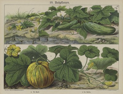 Növények (színes litho) alkotó: German School