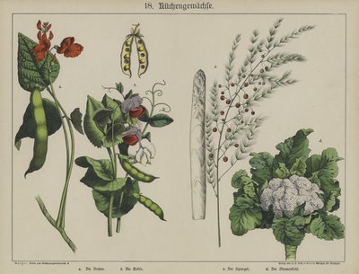 Növények (színes litho) alkotó: German School