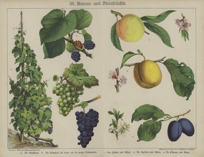 Növények (színes litho) alkotó: German School