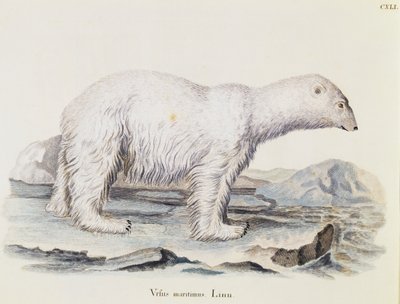 Jegesmedve (Ursus maritimus), a természetből leírásokkal illusztrált emlősökből, Johann Christian Daniel von Schreber (1739-1810), IC Bock metszet Marechal rajza alapján, 3. kötet, 141. táblázat, Németország alkotó: German School
