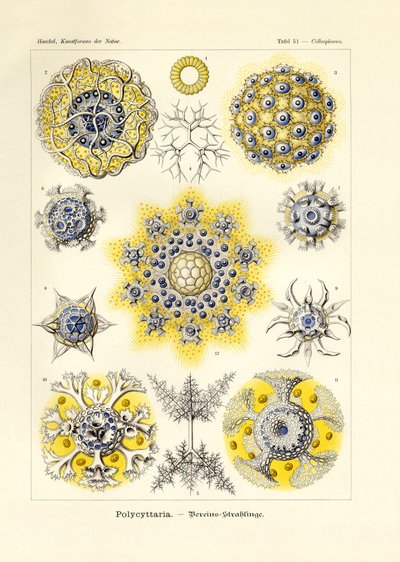 Polycyttaria alkotó: German School