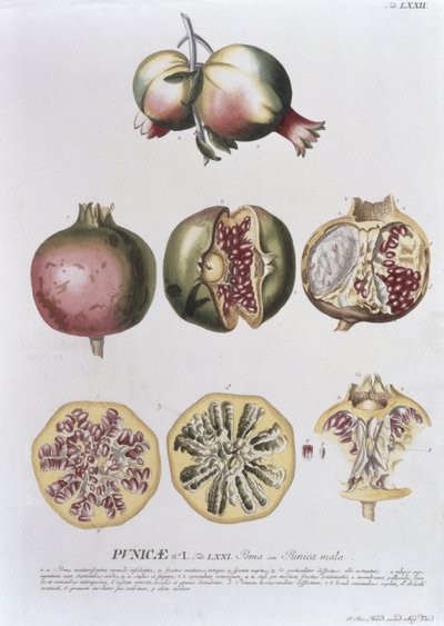 Gránátalma, metszett Johann Jakob Haid (1704-67) 72. tábla botanikai könyvből, kocsmából. írta Augustus Vind alkotó: German School