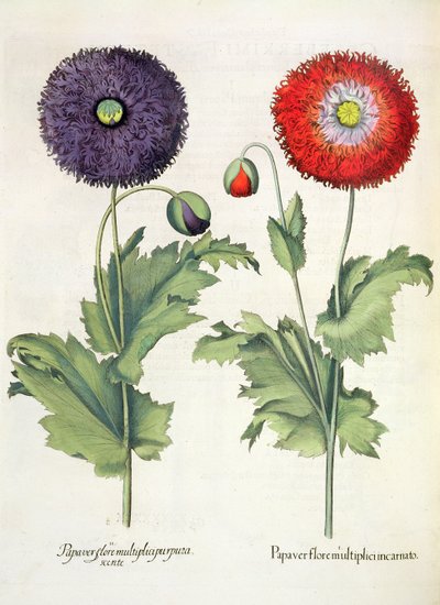 Pipacsok: 1. Mák több virágban megtestesült; 2.Pápavirág a Hortus Eystettensisből, Basil Besler (1561-1629), kocsma. 1613 alkotó: German School