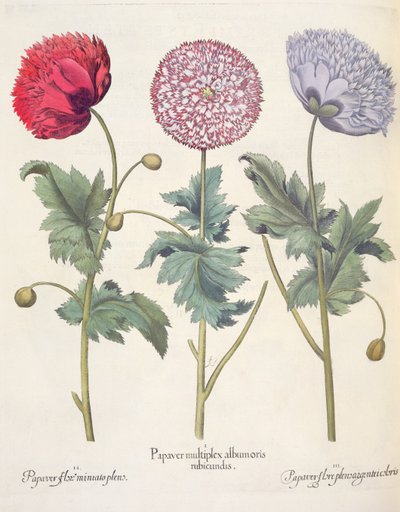 Mák: 1. A mák vörös bőrű mák komplexe; 2. Mák, csupa miniato virág; 3. Színes papavervirág, a Hortus Eystettensisből, Basil Besler (1561-1629), kocsma. 1613 alkotó: German School