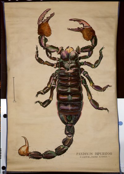 Egy Pandinus imperator plakátja alkotó: German School