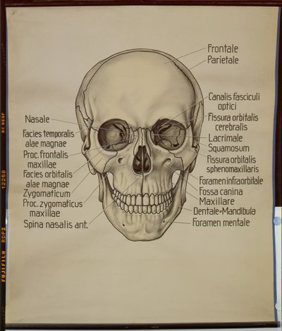 Egy emberi koponya plakátja alkotó: German School