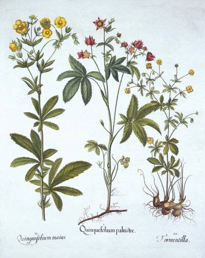 Potentillas, a Hortus Eystettensisből, Basil Besler (1561-1629), pub. 1613 (kézzel színezett metszet) alkotó: German School