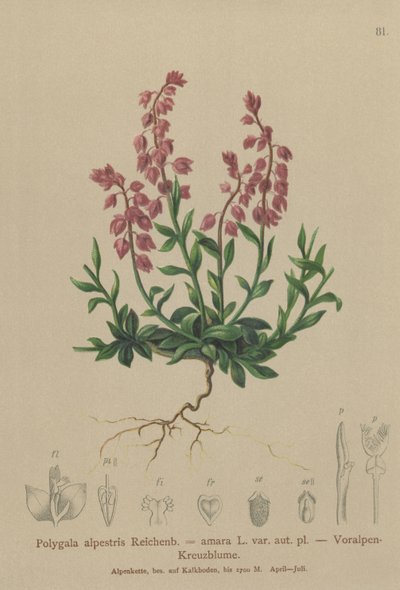 Alpesi tejfű (Polygala alpestris, Polygala amara var. aut. pl., Polygala brachyptera) alkotó: German School