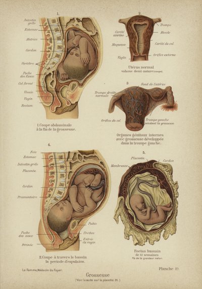 Terhesség (színes litho) alkotó: German School