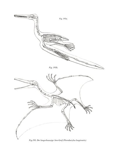 Pterodactyl (színes lito) alkotó: German School