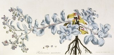 Pulmonaria Maritima, 1785-1788 alkotó: German School