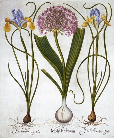Purple Sensation és spanyol íriszek, a Hortus Eystettensistől, Basil Besler (1561-1629), pub. 1613 (kézzel színezett metszet) alkotó: German School