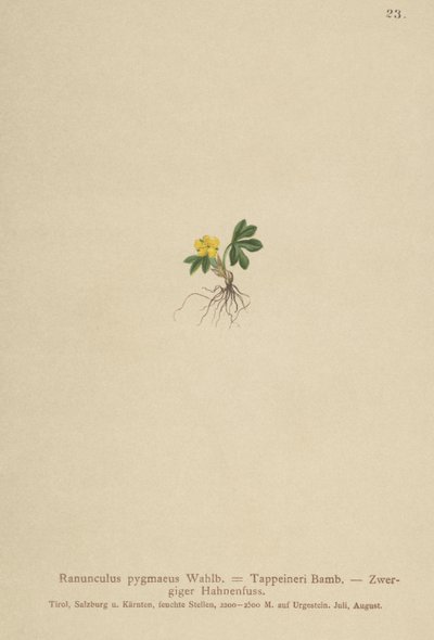 Boglárka (Ranunculus pygmaeus, Ranunculus tappeineri, Ranunculus baerianus, Ranunculus pygmaeus var. Langeanu) alkotó: German School