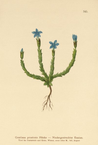 törpe tárnics (Gentiana prostrata) alkotó: German School