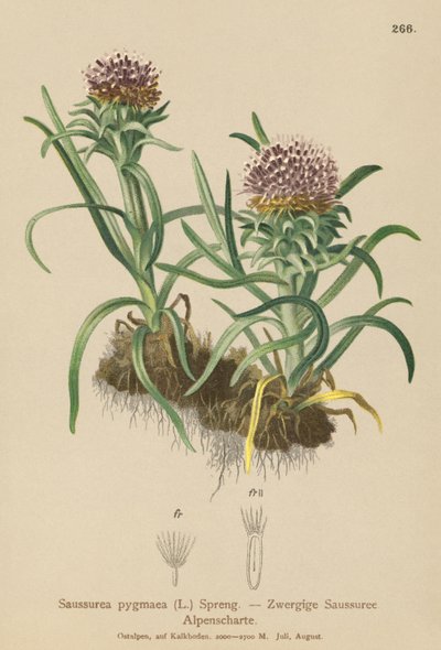 Pigmeus Saussurea (Saussurea pygmaea) alkotó: German School