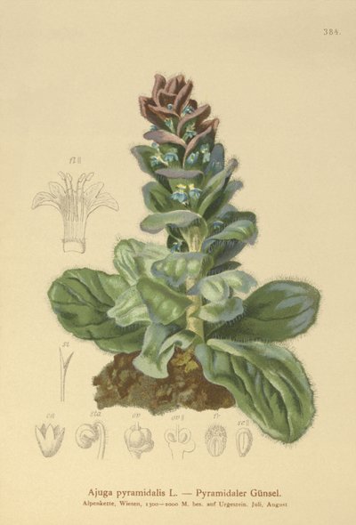 Piramis bugle (Ajuga pyramidalis) alkotó: German School