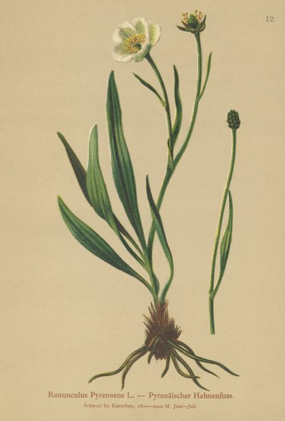 Pireneusi varjúláb (Ranunculus Pyrenaeus) alkotó: German School