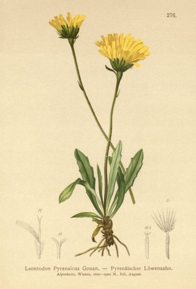 Pireneusi Hawkbit (Leontodon Pyrenaicum, Leontodon Pyrenaicus, ) alkotó: German School