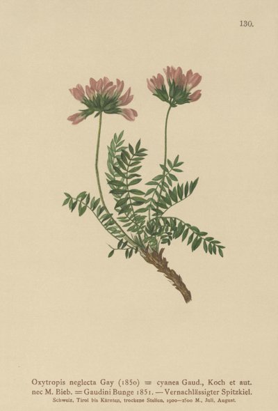 Pireneusi bükköny (Oxytropis neglectus, Oxytropis cyanea, Oxytropis Gaudini, Oxytropis albana, Oxytropis caucasica, Oxytropis pyrenaica, Astragalus pyrenaicus) alkotó: German School