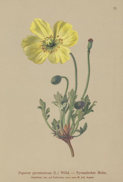 Pireneusi mák (Papaver pyrenaeicum, Papaver alpinum sub.) alkotó: German School