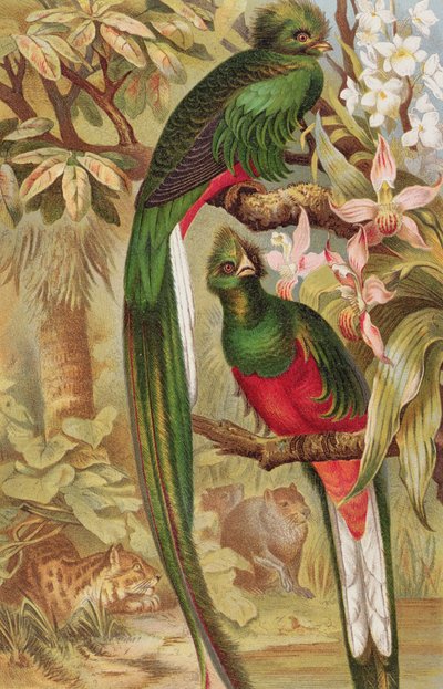 Quetzal, Brehms Tierleben tányérja: Allgemeine Kunde des Tierreichs, 5. kötet, 6. o., kiadó: Bibliographisches Institut, 1892 alkotó: German School
