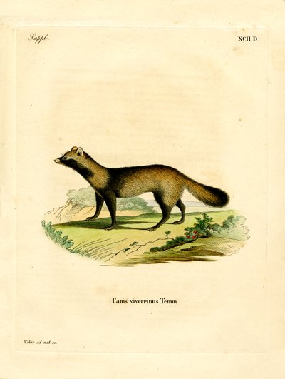 Raccoon Dog (színes metszet) alkotó: German School