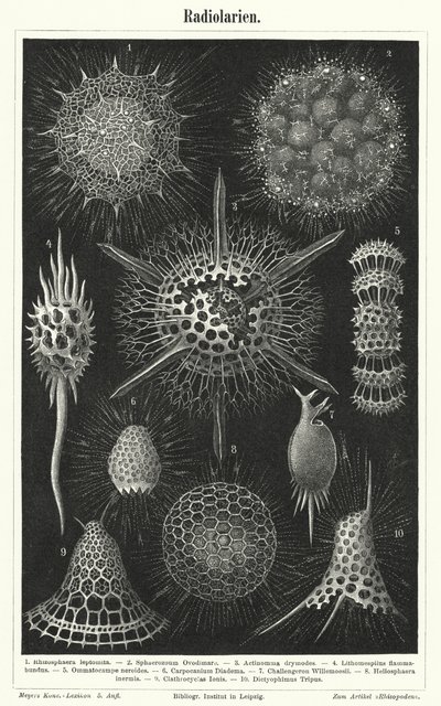 Radiolaria (metszet) alkotó: German School