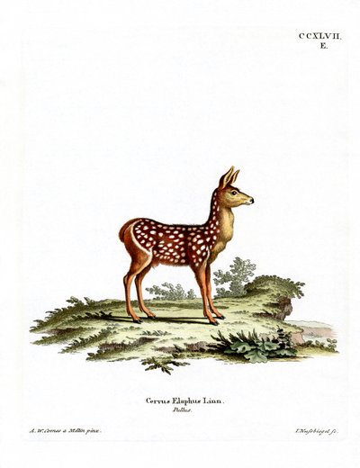Red Deer Fawn (színes metszet) alkotó: German School