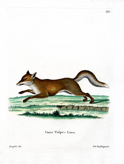 Red Fox (színes metszet) alkotó: German School