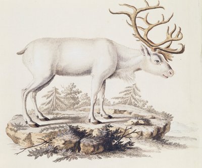 Rénszarvas (Cervus tarandus), az emlősökből, leírásokkal illusztrálva a természetből, Johann Christian Daniel von Schreber (1739-1810), metszet: I Nufsbiegel, 5. kötet, 248-C táblázat, Németország alkotó: German School