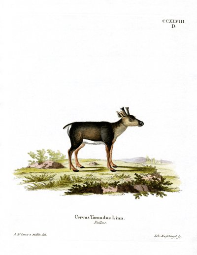 Rénszarvas Fawn (színes metszet) alkotó: German School