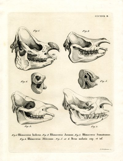 Rhino koponyák (színes metszet) alkotó: German School