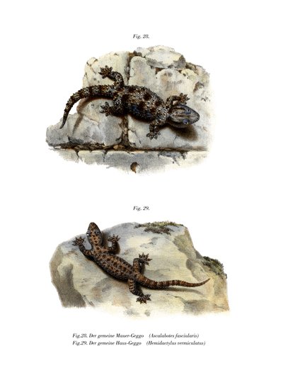 Ringed Wall Gecko (színes litó) alkotó: German School