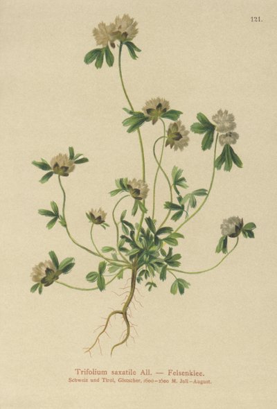 Sziklalóhe (Trifolium saxatile) alkotó: German School