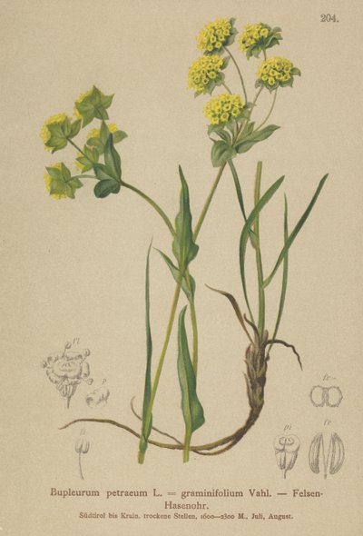 Sziklanyúl füle (Bupleurum petraeum, Bupleurum graminifolium) alkotó: German School