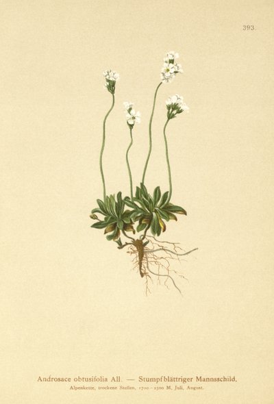 Sziklajázmin (Androsace obtusifolia) alkotó: German School