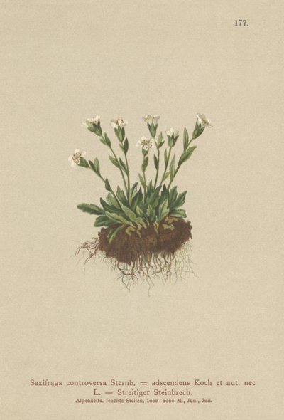 Rock Saxifrage (Saxifraga controversa, Saxifraga adscendens) alkotó: German School