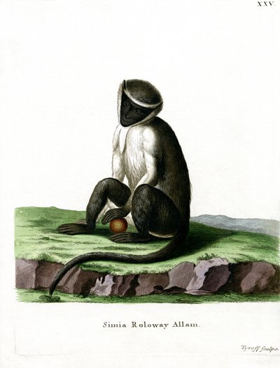 Roloway Guenon (színes metszet) alkotó: German School