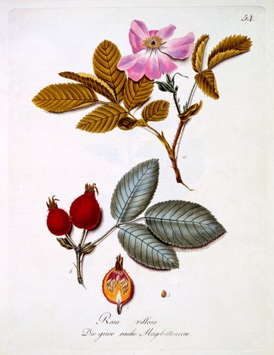 Rosa villosa, illusztráció Johann Daniel von Reitter német vadvirágos könyvéből, megjelent 1803-5 körül alkotó: German School