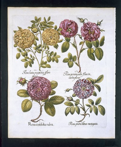 Rózsák, 95-ös tányér, Hortus Eystettensisby Basil Besler (1561-1629) pub. 1613 (kézzel színezett metszet) alkotó: German School